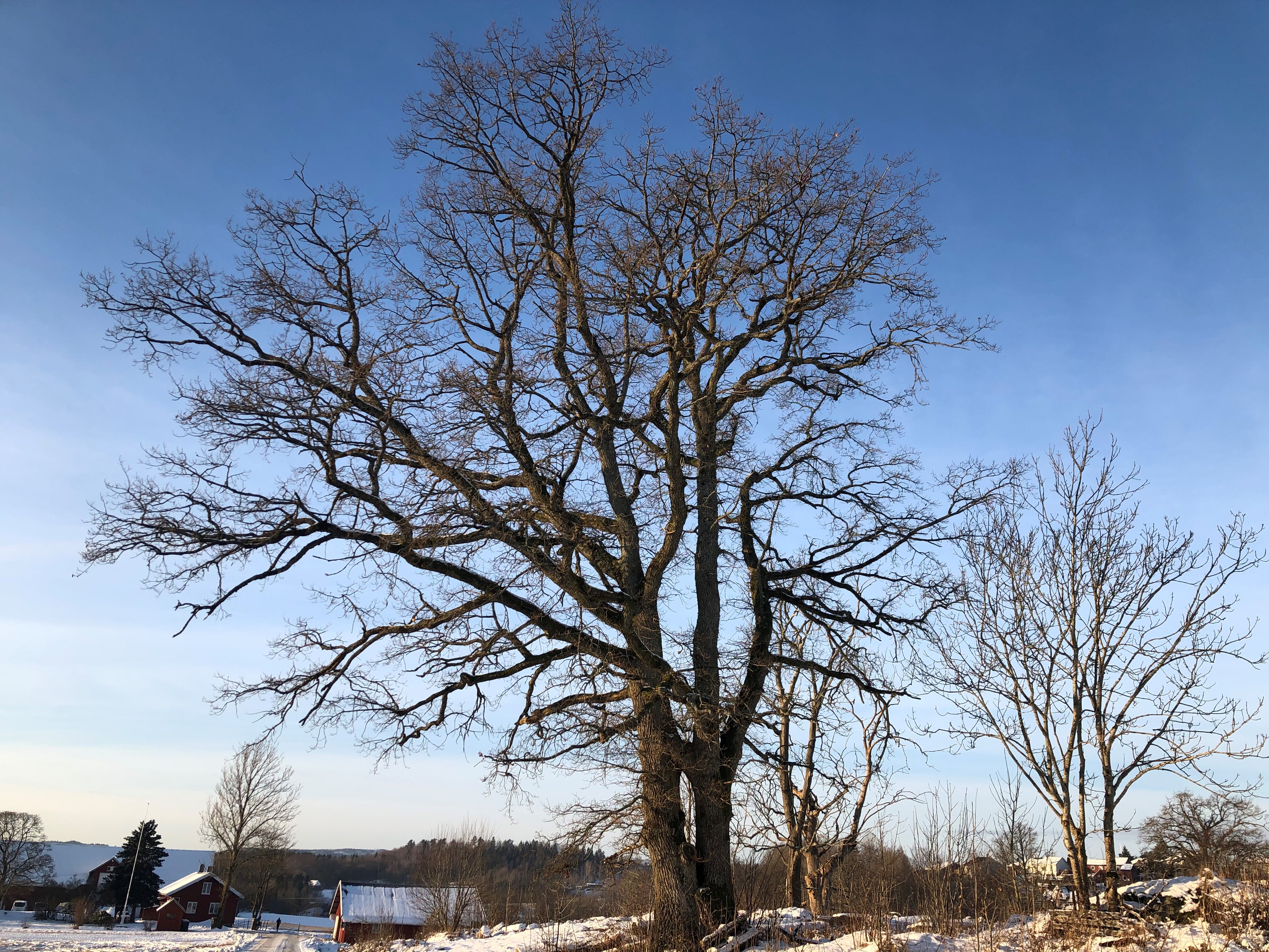 Artikkelbilde til artikkelen Årsmøte 2025